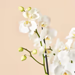 White Phalaenopsis Orchid 2.jpg