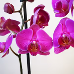 Pink Phalaenopsis Orchid 2.jpg