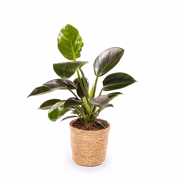 Philodendron_1.jpg